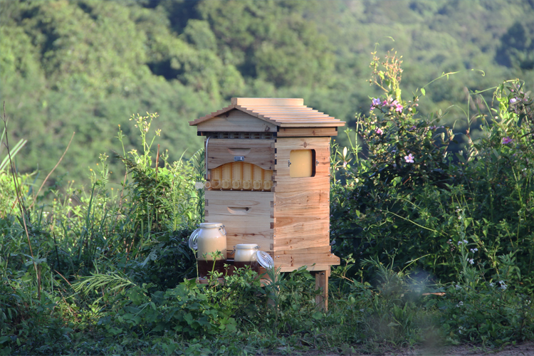 NEWLY DESIGN α  帧  / ڵ ä   /NEWLY DESIGN and popular honey flow beehive/automatic out flow wooden bee hive